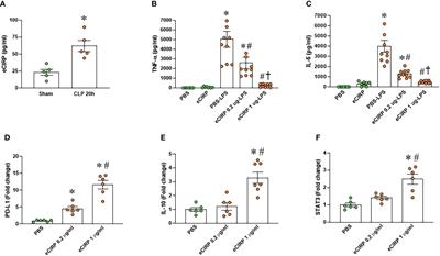 BMAL2 promotes eCIRP-induced macrophage endotoxin tolerance